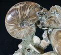 Free-Standing Tall Ammonite Cluster - Spectacular #10469-3